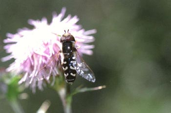 Mosca cernícalo (Scaeva pyrastri)