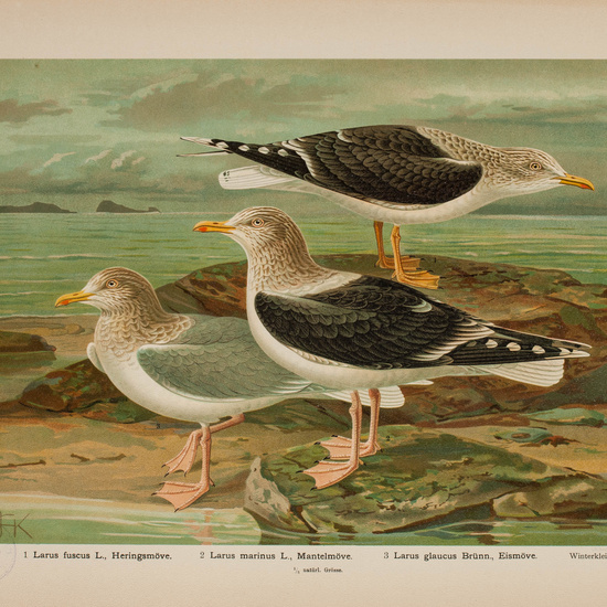 IES_CARDENALCISNEROS_AVES_LAMINAS_109