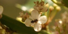 Acebo - Flores (Ilex aquifolium)