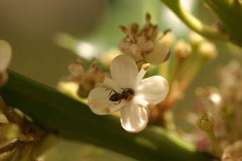 Acebo - Flores (Ilex aquifolium)
