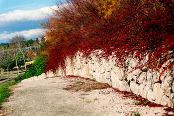 Camino con arbustos rojos