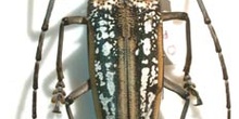 Batocera wallacei (Indonesia)