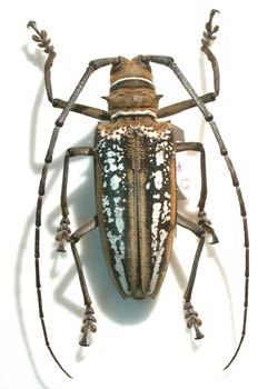 Batocera wallacei (Indonesia)