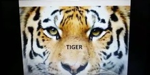 Tigers