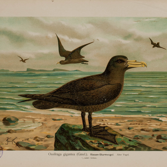 IES_CARDENALCISNEROS_AVES_LAMINAS_121