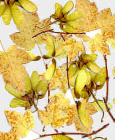 Composición al azar