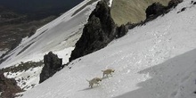 Perros labradores jugando en las faldas del volcán Nevado de Tol