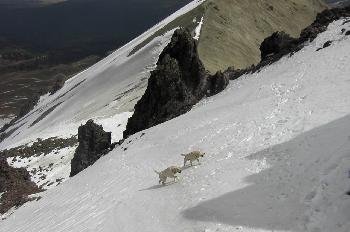 Perros labradores jugando en las faldas del volcán Nevado de Tol