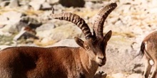 Cabra hispánica (Capra pyrenaica)