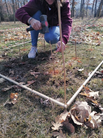 Muestra de la plantación de una especie de árbol