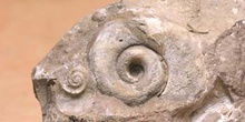 Ammonites sp. (Molusco-Ammonites) Jurásico