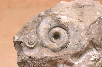 Ammonites sp. (Molusco-Ammonites) Jurásico