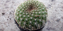 Rebutia