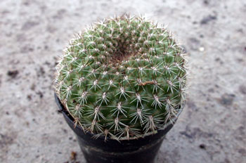 Rebutia