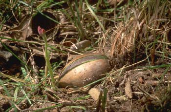 Rebollo / melojo - Planta Jóven (Quercus pyrenaica)
