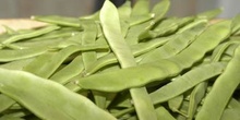 Judias verdes