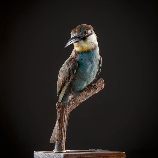 IES_ISABELLACATOLICA_BIOLOGIA_554