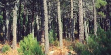 Pino resinero - Bosque (Pinus pinaster)