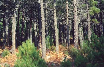 Pino resinero - Bosque (Pinus pinaster)