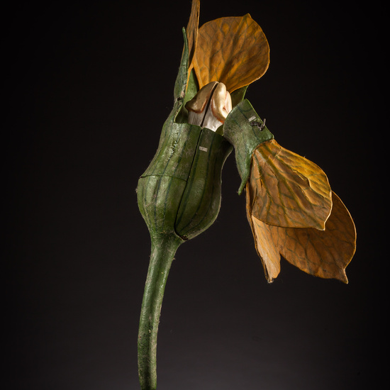 IES_ISABELLACATOLICA_BIOLOGIA_054