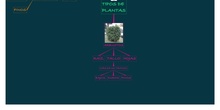 PRIMARIA 1º - VALORES - TIPOS DE PLANTAS SEGÚN SU TAMAÑO 