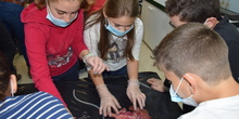 2016_12_02_Diseccion de corazon y pulmones_Sexto 13