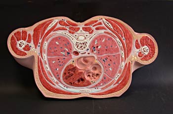 Sección inferior tercio torso