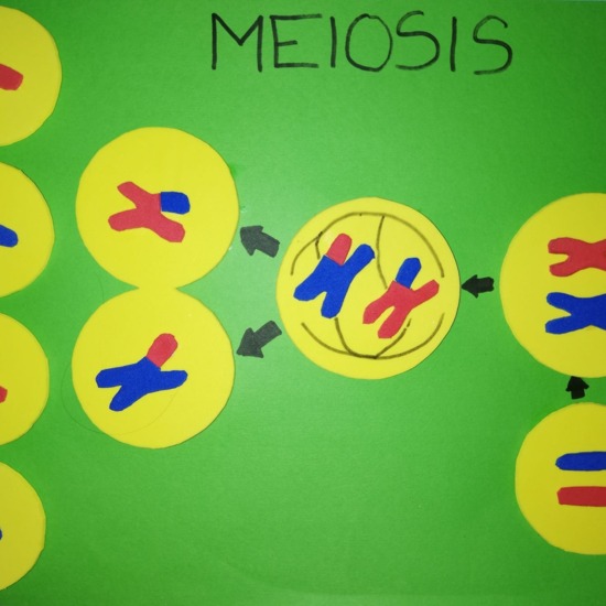 Mural meiosis 