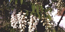 Pan y quesillos - Hoja, flor, fruto (Robinia pseudoacacia)