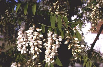Pan y quesillos - Hoja, flor, fruto (Robinia pseudoacacia)