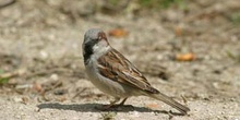 Gorrión comun (Passer domesticus)