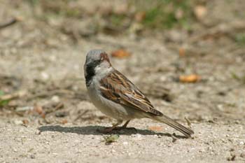 Gorrión comun (Passer domesticus)