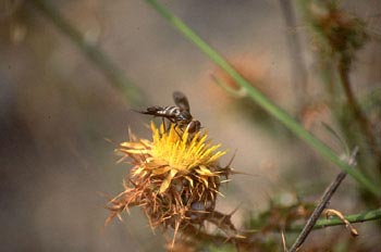 Mosca (Diptera ord.)