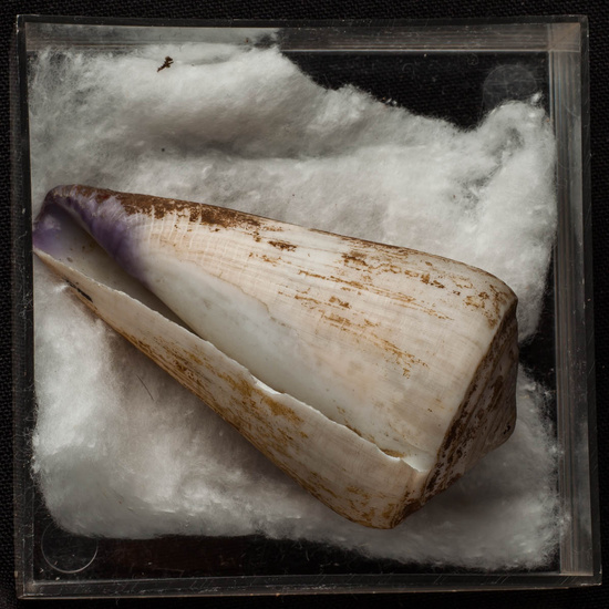 IES_ISABELLACATOLICA_BIOLOGIA_260