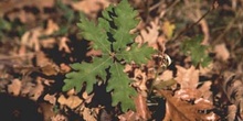 Rebollo / melojo - Planta joven (Quercus pyrenaica)