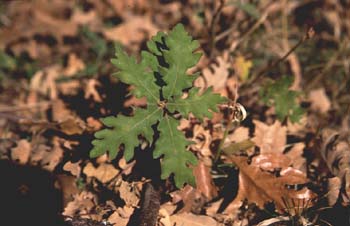 Rebollo / melojo - Planta joven (Quercus pyrenaica)