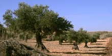 Olivo - Porte (Olea europaea)