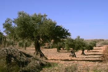 Olivo - Porte (Olea europaea)