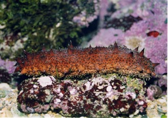 Pepino de mar (Holoturia)