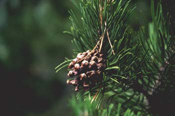 Pino negro - Piñas/Hojas (Pinus uncinata)