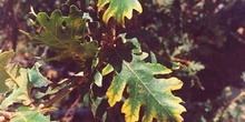 Rebollo / melojo - Hoja (Quercus pyrenaica)