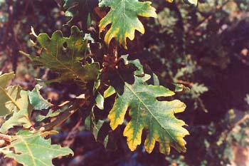 Rebollo / melojo - Hoja (Quercus pyrenaica)