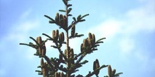 Abeto blanco - Piñas (Abies alba)