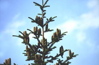 Abeto blanco - Piñas (Abies alba)