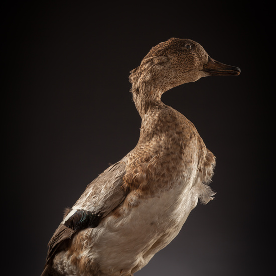 IES_CERVANTES_BIOLOGIA_049