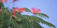 Acacia de Persia - Hoja (Albizia julibrissin)