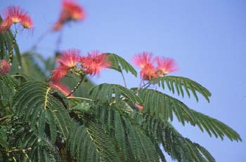 Acacia de Persia - Hoja (Albizia julibrissin)