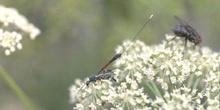 Avispa parásita (Gasteruption jaculator)