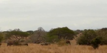 Elefante africano (Loxodonta africana. Blumenbach, 1797)