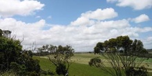 Paisaje con alpacas, Australia